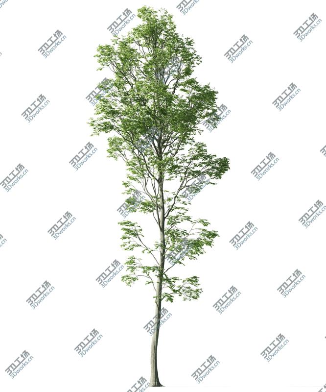 images/goods_img/2021040233/Beech Tree Collection (Fagus Sylvatica)/4.jpg